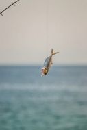 Fishing on a atlantic ocean bank