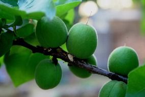 Green fruits on a tree branch