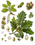 acorns oak plants drawing