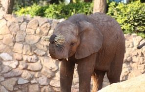 baby elephant with a raised trunk at the zoo