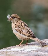 Sparrow with insect in its beak