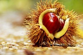 chestnut spur