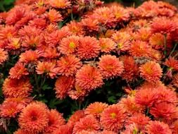 red bloom floral plants close-up