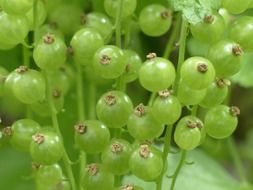 immature red currant