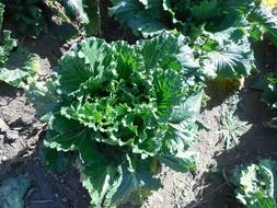 fresh and beautiful cabbage