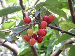 unripe cherries on a tree close-up