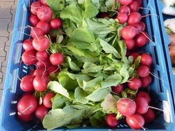 fresh red radishes in blue box