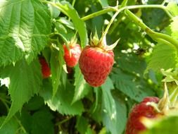 dainty raspberries fruit