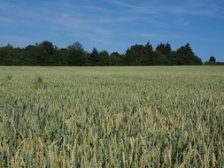 the boundless wheat field