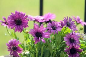 blossom of violet flowers in bloom