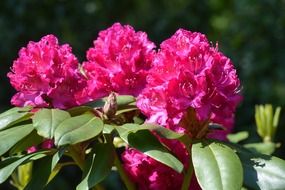 pink rhododendrome flower