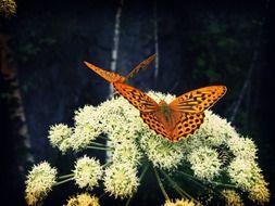 butterfly on a wild flower