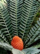 exotic plant with orange fruit