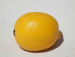 yellow lemon on white background