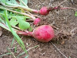red radishes
