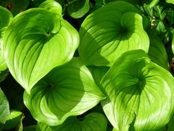 green leaves of hosta in sunlight