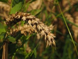 gold wheat spikelets