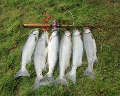 freshly caught salmon on the grass