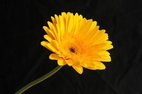 artificially-grown yellow flower