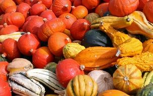 Harvest pumpkins of different varieties