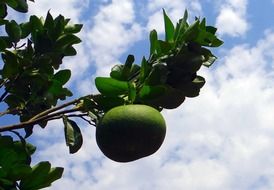 Green grapefruit on a tree branch