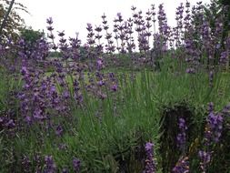Beautiful lavanda flowers