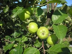 green apples on a spring branch