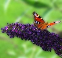 brown butterfly on a purple flower in nature