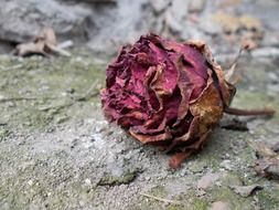 dry rose bud close-up