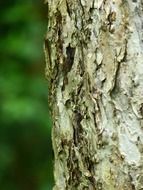 apple tree bark close up