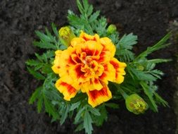 photo of a red-yellow flower in the garden