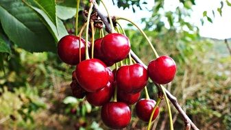 bunch of ripe cherries on a branch