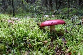Red toxic mushroom in forest