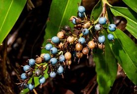 ginger berries on a branch