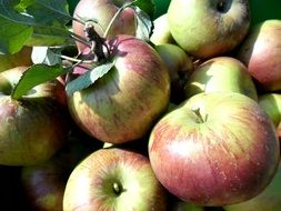 apples ripen on a branch