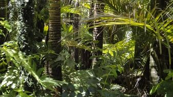 palm trees in a rainforest