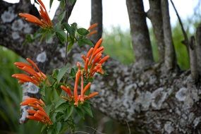 unusual orange flowers with green leaves