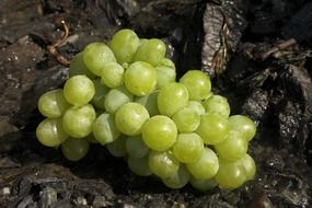 juicy appetizing grapes