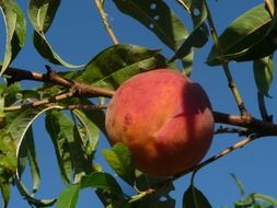 peach on a tree branch