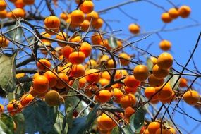 bright orange persimmon fruit on trees