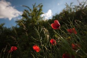 red tulips in grass, sky view