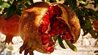 Red organic pomegranata fruit