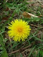 lonely yellow dandelion