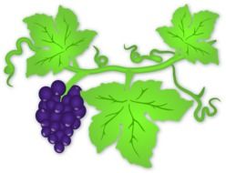 Violet grapes on the branch clipart