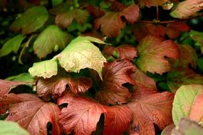 Colorful beautiful leaves in autumn