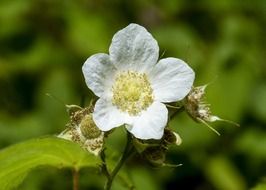thimble flower on nature background