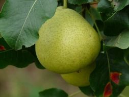 fresh and beautiful pear