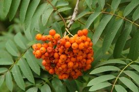 mountain ash berries among leaves