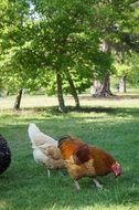Chickens on the farm
