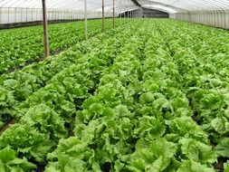 growing vegetables on a farm
